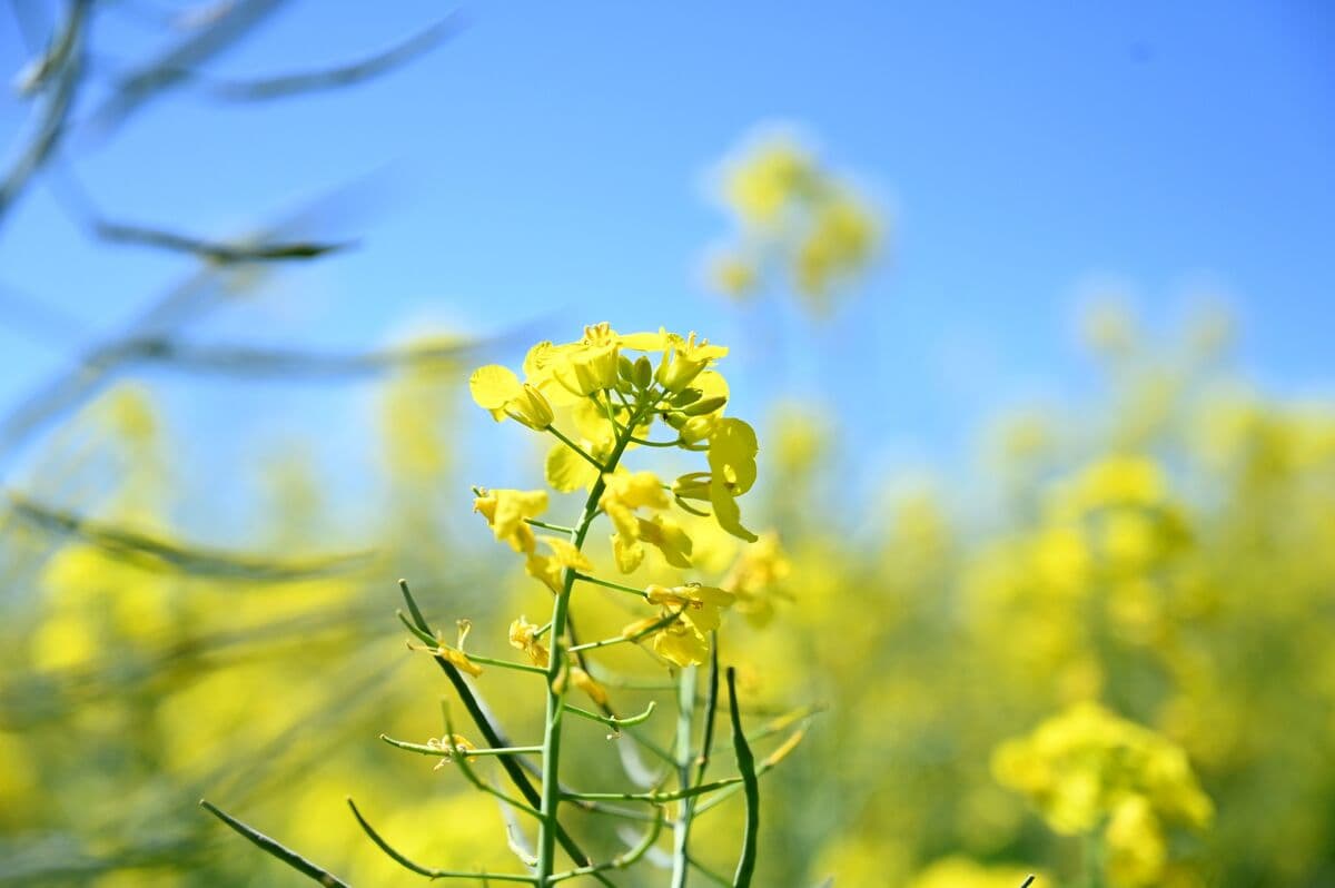 Beijing Eases Grip on Australian Canola: Private Crushers Enter the Market