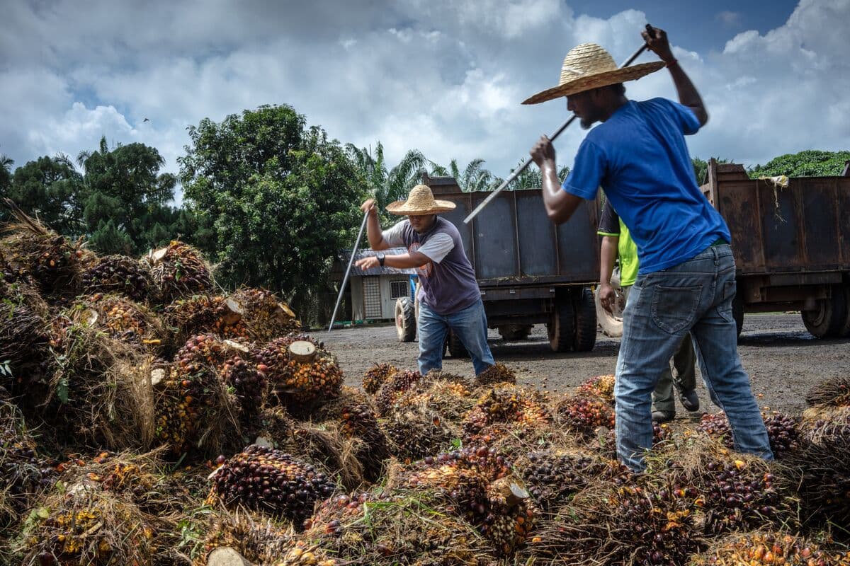 THE WORLD IS COLLAPSING: Oil Prices Plummet, Palm Oil Declines