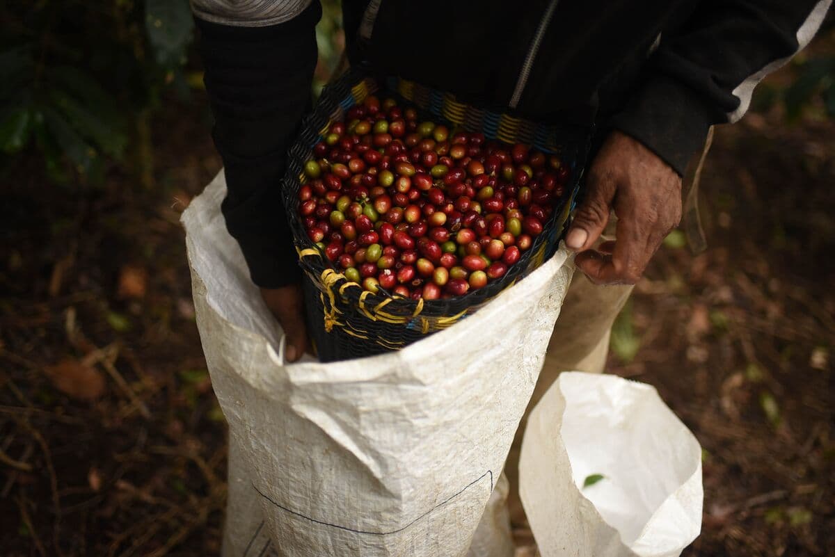 Coffee and Sugar Prices Skyrocket! Shopping Will Now Be a Luxury!