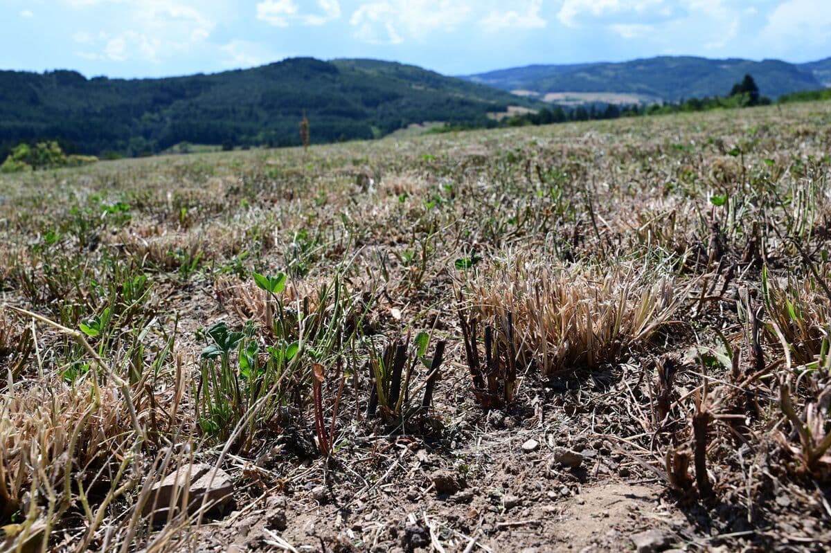 Europe's Paddy Rice Production Takes a Major Hit: The French Fear the Cold!