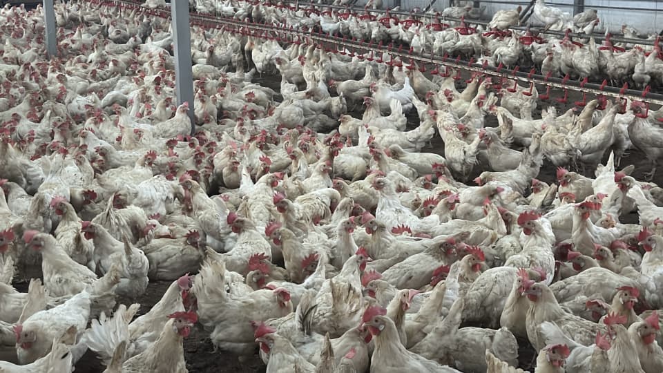 Brezilya'nın AB Tavuk ve Balık İhracatında Kritik Dönüm Noktası: Antibiyotik Denetimi