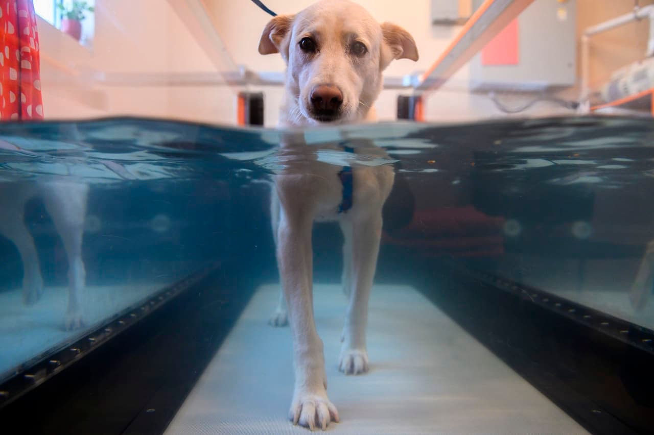 Pet Ownership Turns Luxury: Price Shock in Veterinary Services