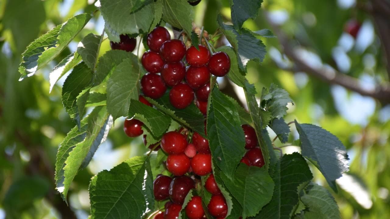 Cherry Poisoning Incident: Couple Dies After 9-Day Struggle