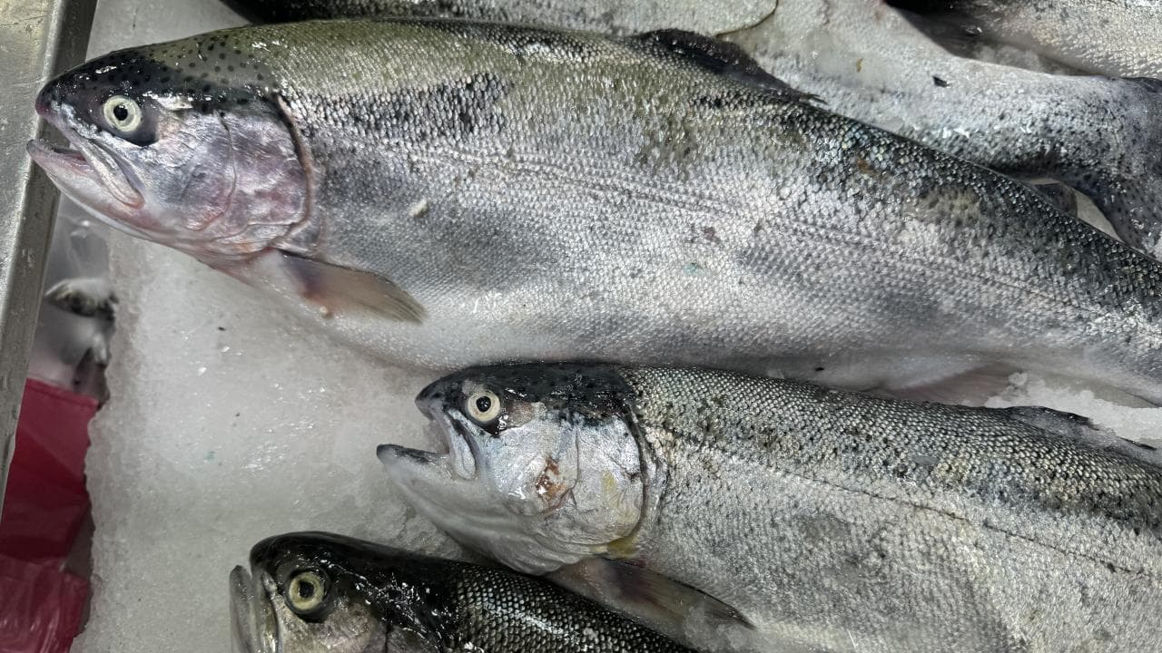 Black Sea's Export Surge: Turkish Salmon Crosses $200 Million Milestone