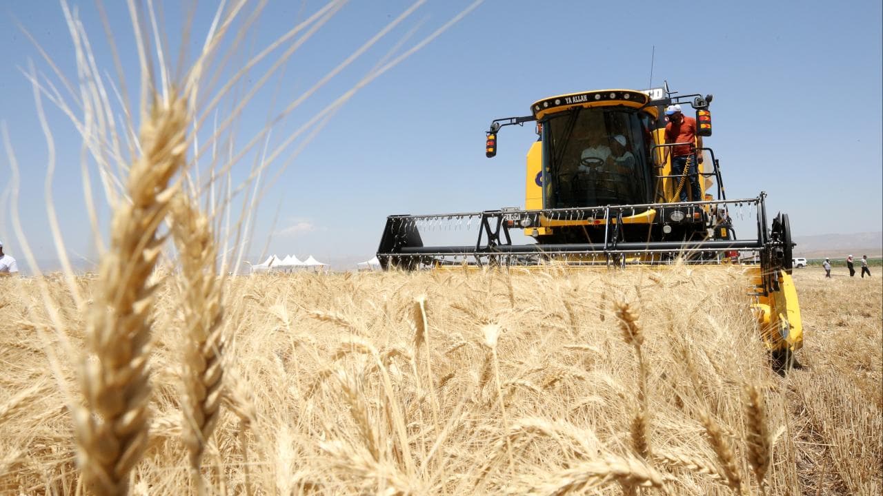 Turkey's $5.8 Billion Grain and Legume Exports
