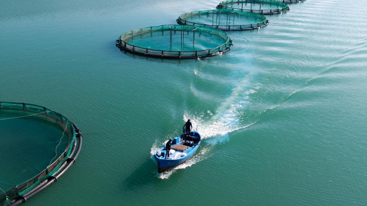 Turkey's Fishery Exports Hit Record High: Over $1 Billion in the First Half