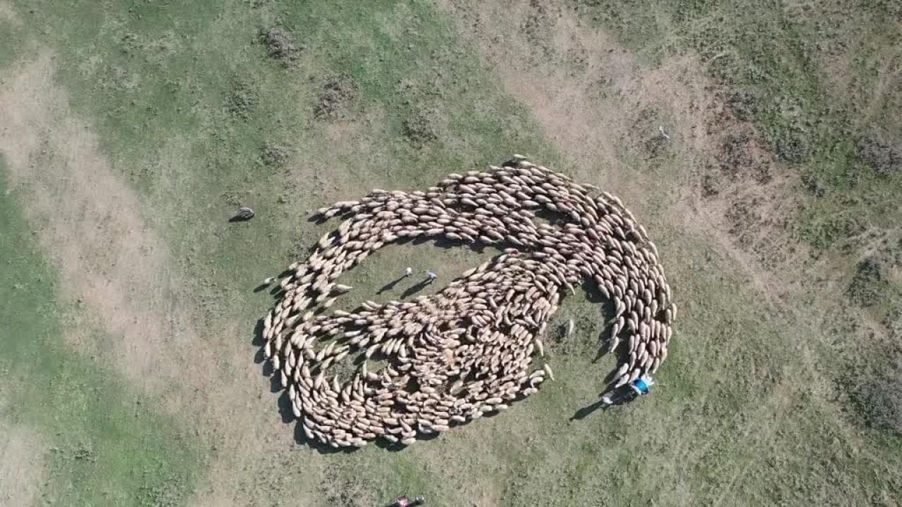 TİGEM's 220,000 Dam Breeding Project: A New Step in Rural Development