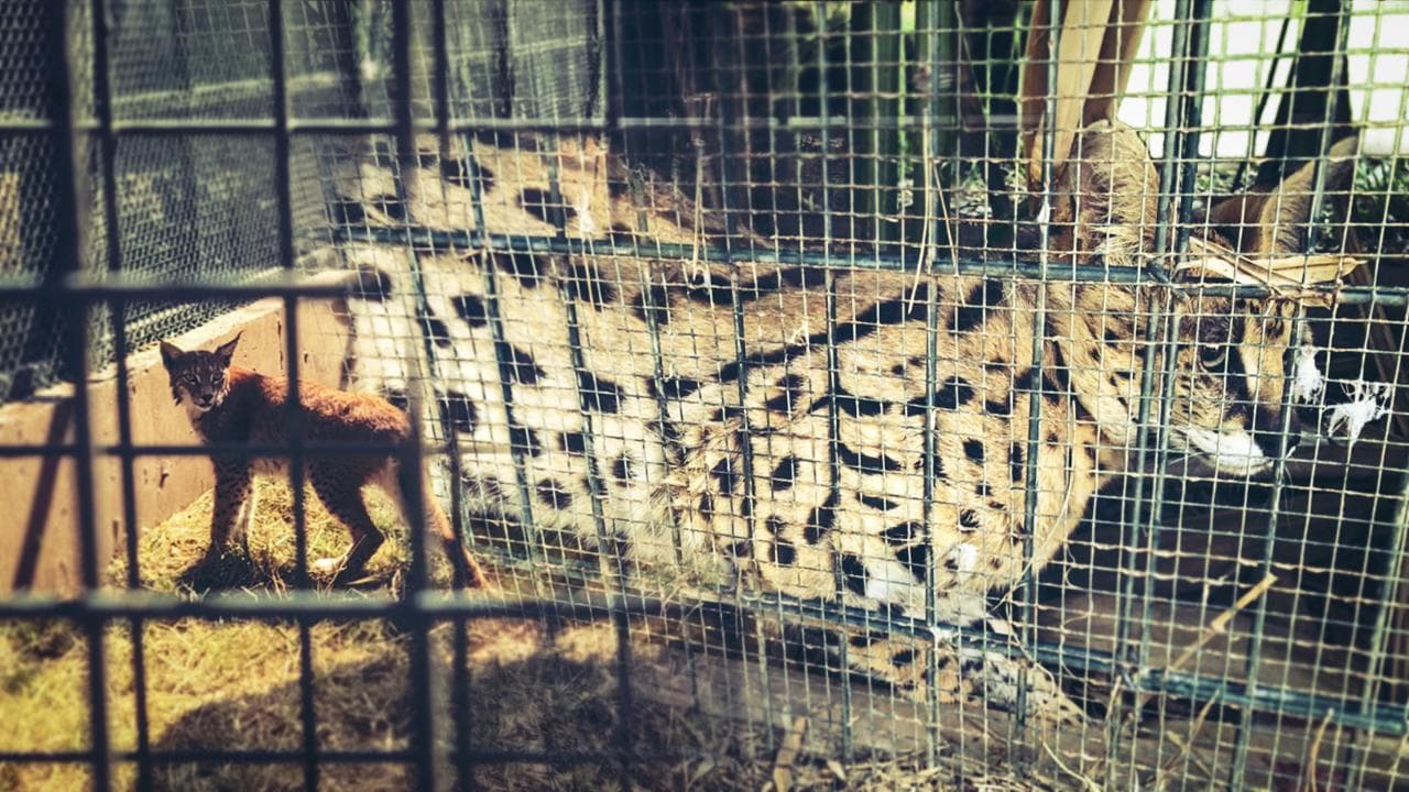 Edirne Gümrük Operasyonu: Kaçak Nesli Kurtaran 2 Vaşak ve 2 Serval Kedisi