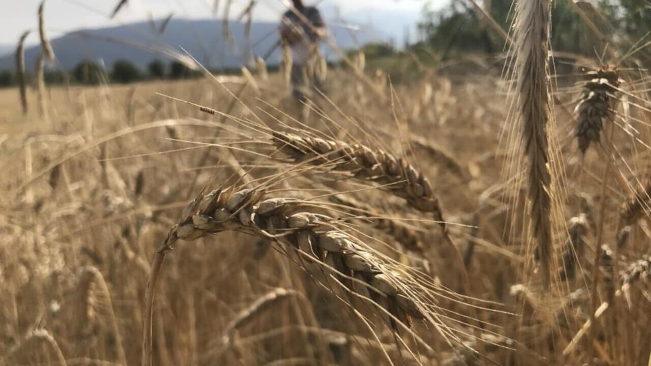 TMO Breaks Grain Purchase Record: 1 Million Tons of Grain in 21 Days!