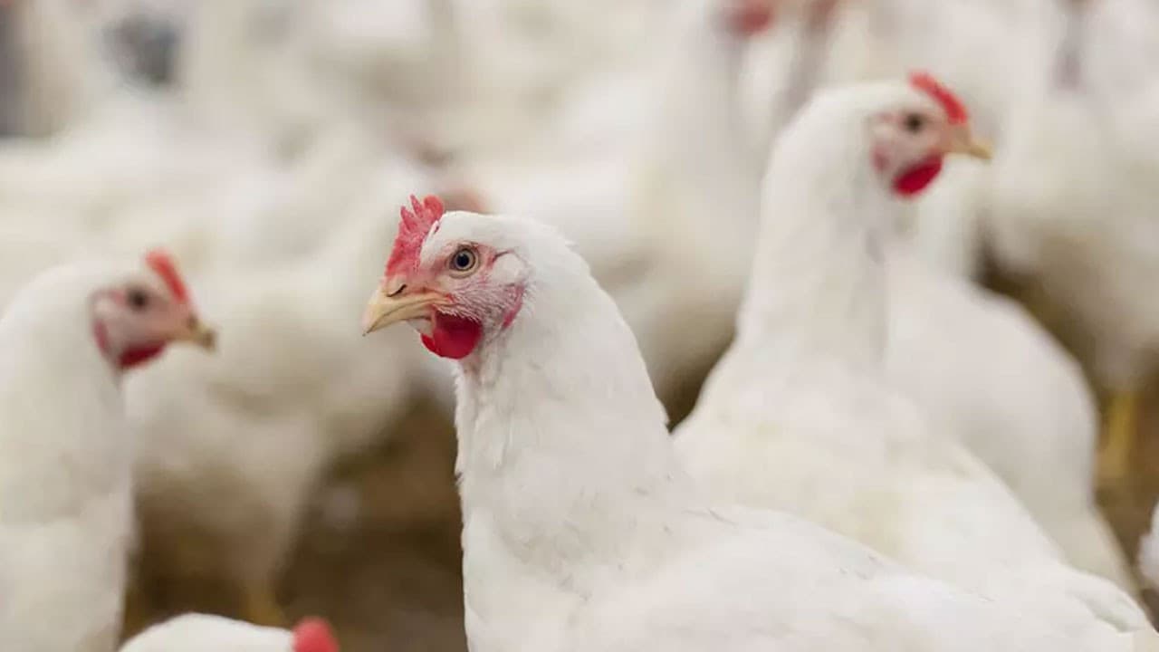 Poultry Production Crisis: Market and Banking Sector Implications