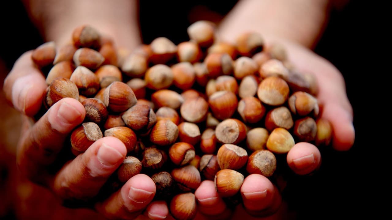 Giresun Hazelnut Workers’ Daily Wages Set at ₺1,010–₺1,280