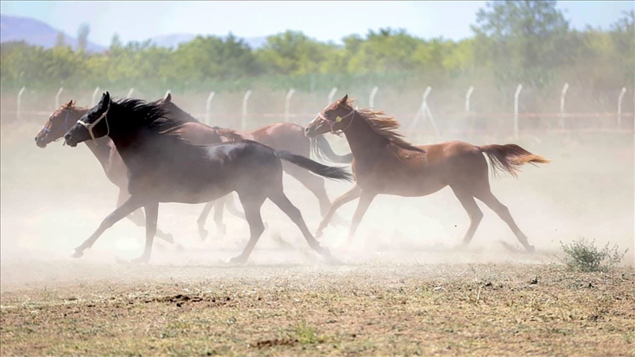 Hybrid Auction of Arabian Race Horses: New Liquidity Source in Karacabey