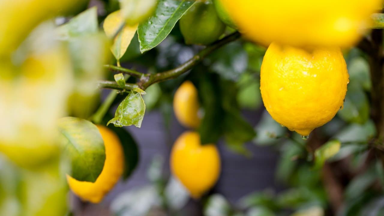 Mersin Limon Üreticileri: Yeni Sezon Baskısı Altında