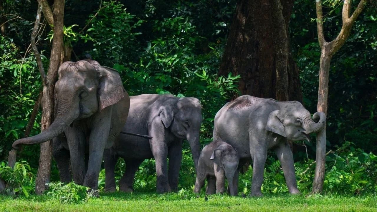 Nepal's Wild Elephant's 14-Year Killing Spree: Natural Disaster or Human Error?