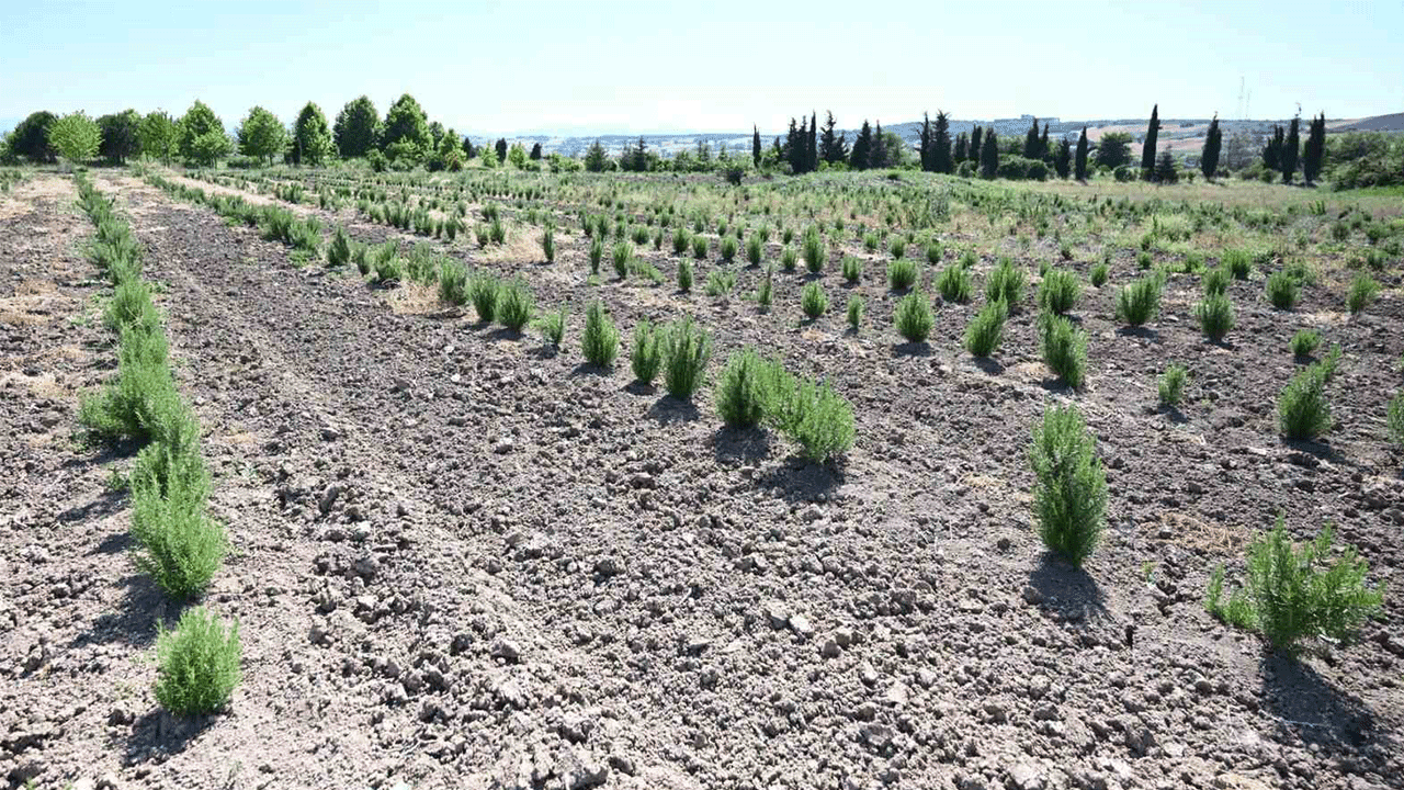 Orman Köylülerinden Yeni Büyüme Kaynağı: Tıbbi Bitkilerle Gelir Artışı