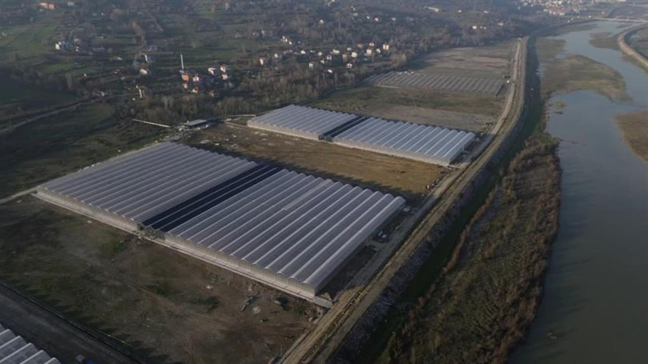 Çaycuma Sera OTB's First Export to Holland: A New Milestone in Turkey's Agricultural Exports