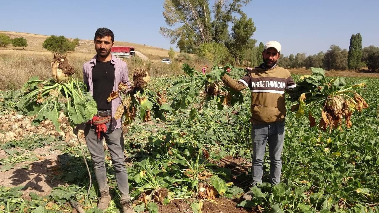 Şeker Pancarı Üreticilerine 991 Milyon Liralık Bakım Avansı: Tarıma Büyük Likidite Enjeksiyonu