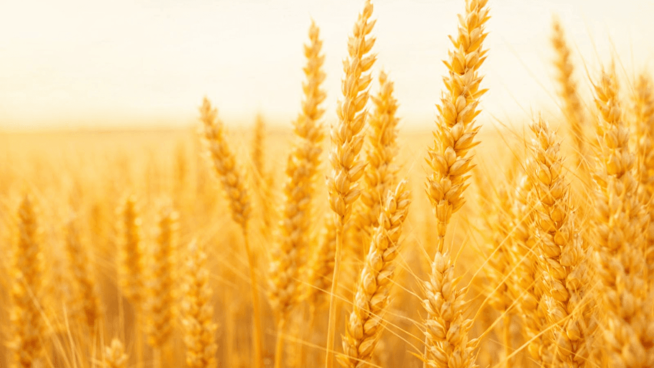 Critical Threshold Breached in Wheat Markets: Global Supply Bottleneck Drives Investors to Agriculture