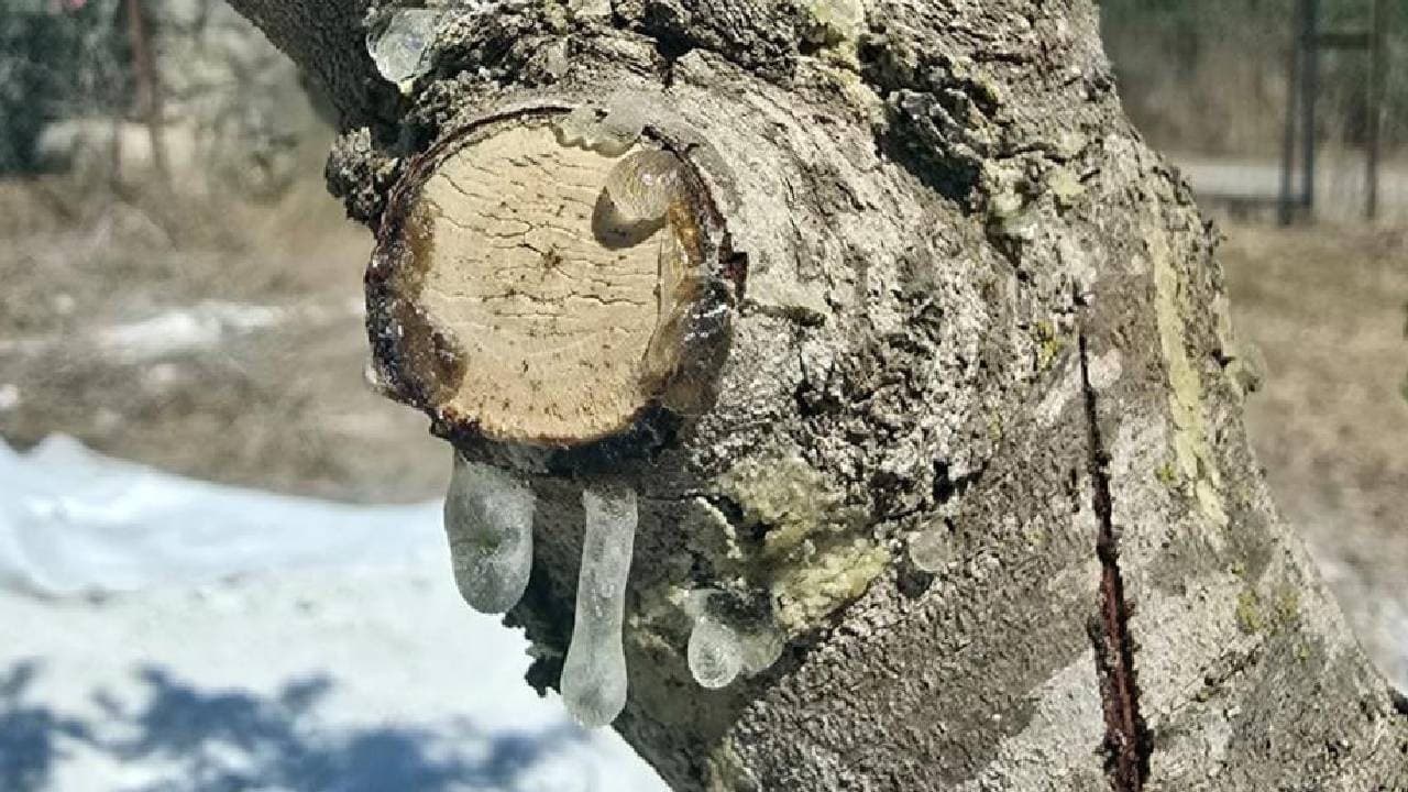 Muğla’da 11 Yıllık Sabır, 1 Kg Sakız 30‑35 KTL: Türkiye’nin Doğal Kauçuk İhtiyacı İçin Yeni Bir Dönem