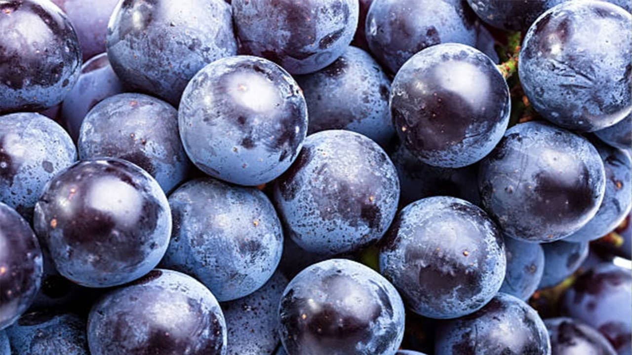 Cimin Grape Harvest Kicks Off: GI-Labeled Fruit Opens Doors to Global Markets