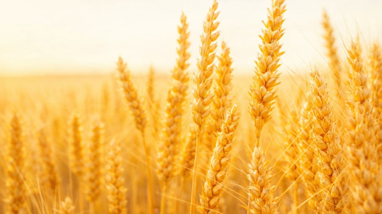 Turkey Accelerates Black Sea Grain Corridor Talks to Stabilize Global Food Markets