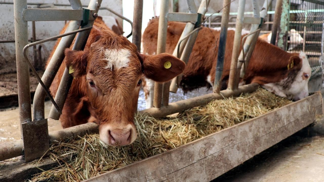 EU’s Brazil Meat Ban: A New Shockwave in Global Food Supply