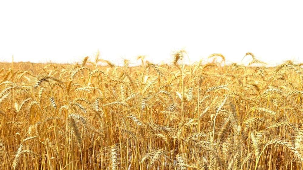 Kuzey Gölgesi: Rusya’nın Tahıl İhracatında Yeni Sınır Kontrolü
