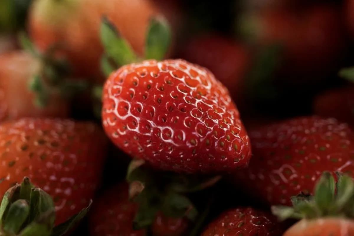 US-Mexico Chip War: $1 Billion Strawberry Export at Risk