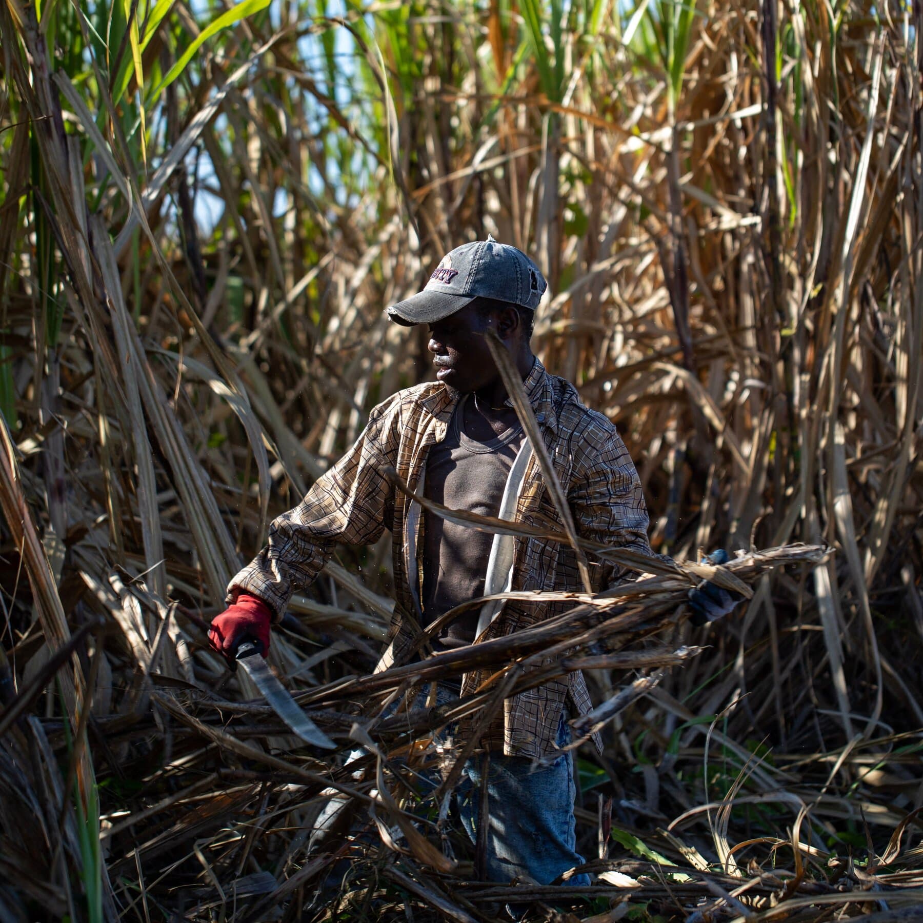Dominican Sugar Importer's Labor Practices Spark Controversy