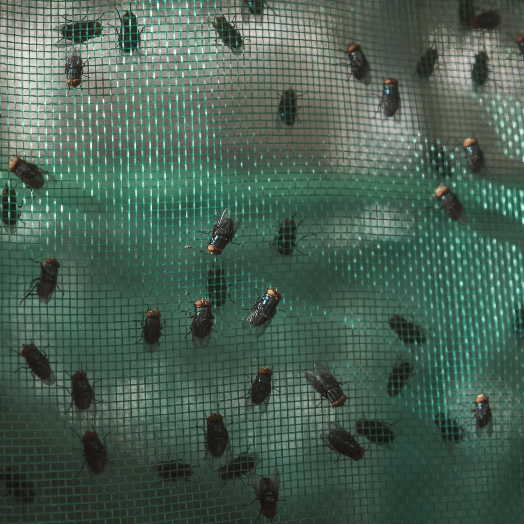 Screwworm Sürüsü: Meksika'daki Çiçekli Kedi Savaşının Ekonomik Yankıları